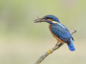 Eisvogel 1