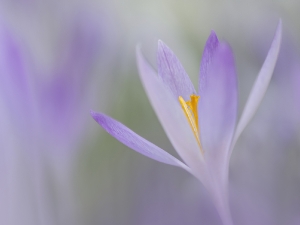 Krokus