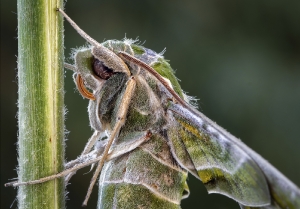 Oleanderschwärmer 