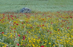 Extremadura Spanien_1