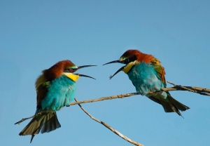 Extremadura_Spanien