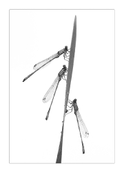 Makrowelten_11