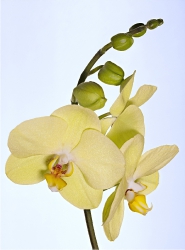 Makrowelten_20