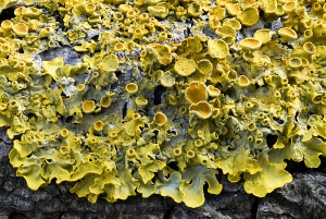 Makrowelten_7