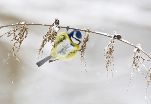 Nature_10