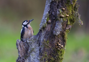 Nature_12