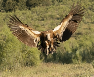 Nature_26
