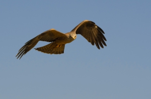 Nature_27