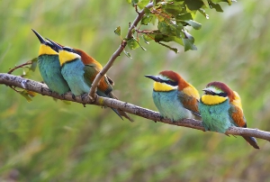 Nature_4