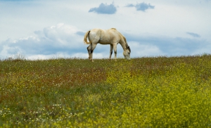 Nature_53