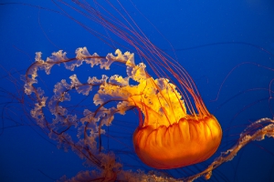Nature_54