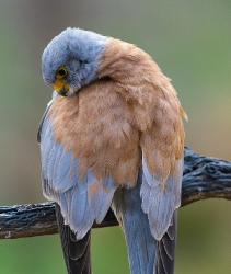 Nature_56