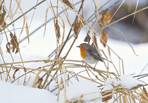 Nature_58