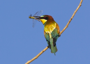 Nature_5