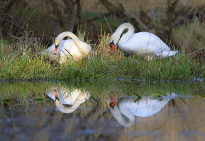 Nature_64
