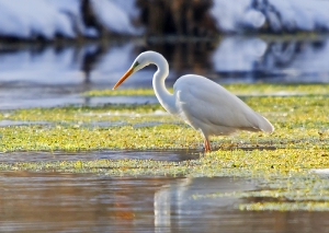 Nature_68