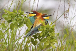 Nature_6