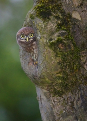 Nature_71