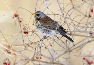 Nature_83