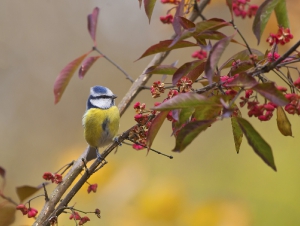 Nature_9