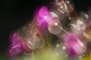 Nature as Art
