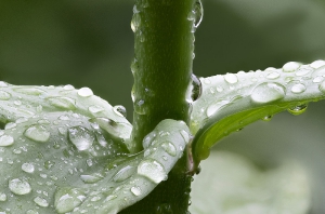Nature_11