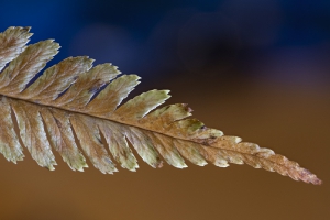 Nature_12