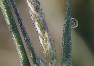Nature_14