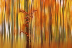 Nature_15