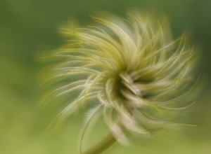 Nature_1