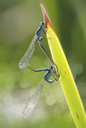 Nature_22