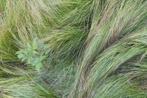 Nature_23