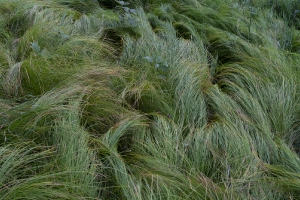 Nature_24
