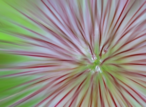 Nature_25