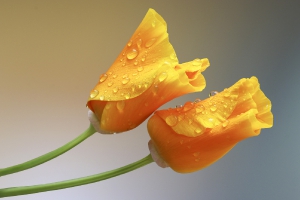 Nature_26