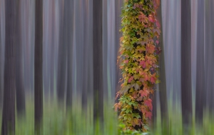 Nature_29