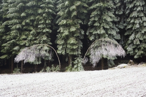 Nature_30