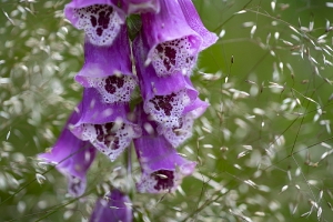 Nature_31