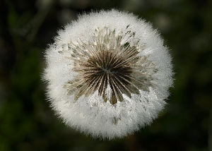 Nature_36