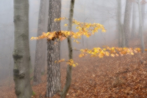 Nature_39