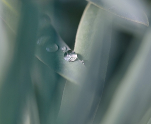 Nature_3
