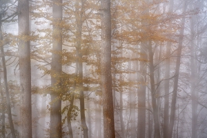 Nature_40