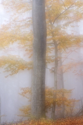 Nature_41
