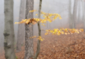 Nature_42