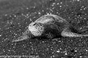 Hawaii_4433_SW