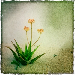 Aloe_1