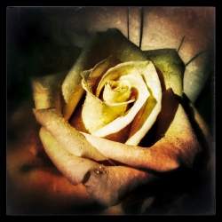 Rose_1