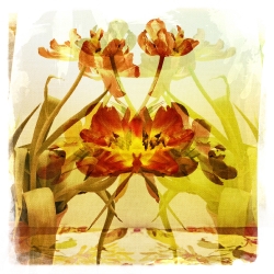 Tulips_1