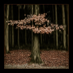 Herbstwald_1