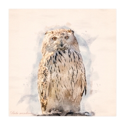 Schnee-Eule _1